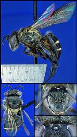   Apis andreniformis  female, photo: A.H. Smith-Pardo 
